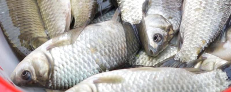 鲫鱼用什么饵料最好