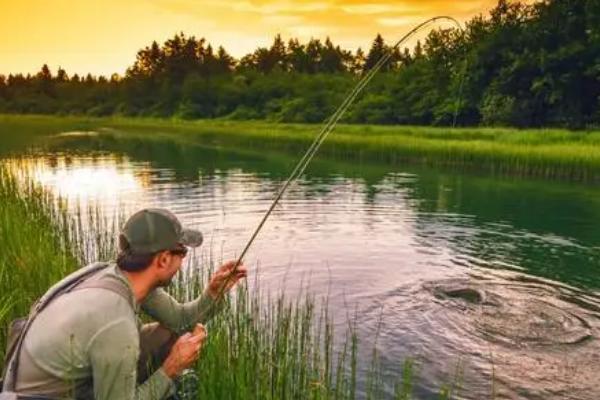 鲫鱼用什么饵料最好,各种味型的饵料都有吸引力