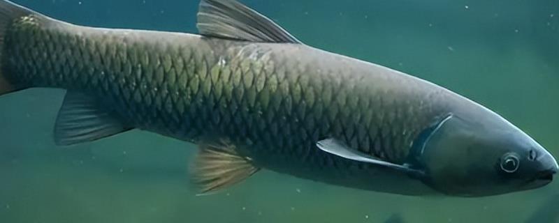 青鱼会吃小鱼吗