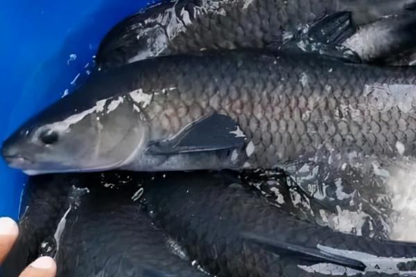 青鱼会吃小鱼吗,有其它食物的情况下不会吃小鱼