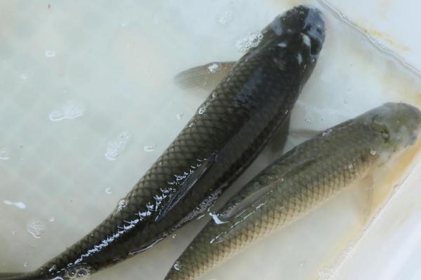 青鱼会吃小鱼吗,有其它食物的情况下不会吃小鱼