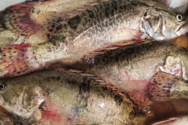 黄金桂是什么鱼,也叫黄金鳜鱼