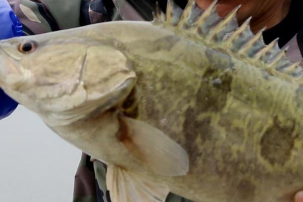 黄金桂是什么鱼,也叫黄金鳜鱼