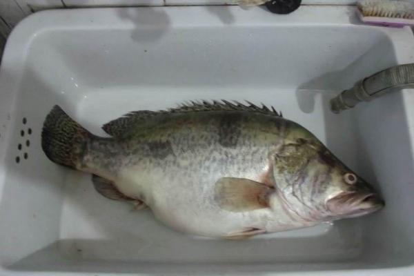 黄金桂是什么鱼,也叫黄金鳜鱼