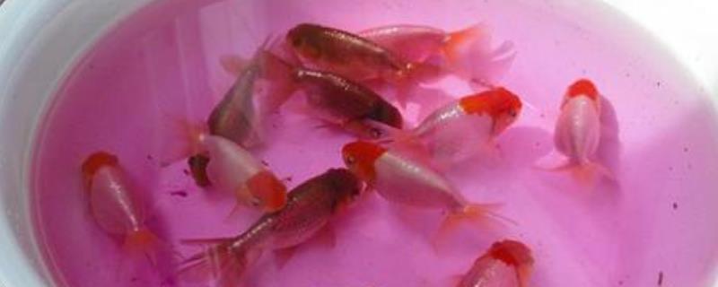 给鱼杀菌用什么药好