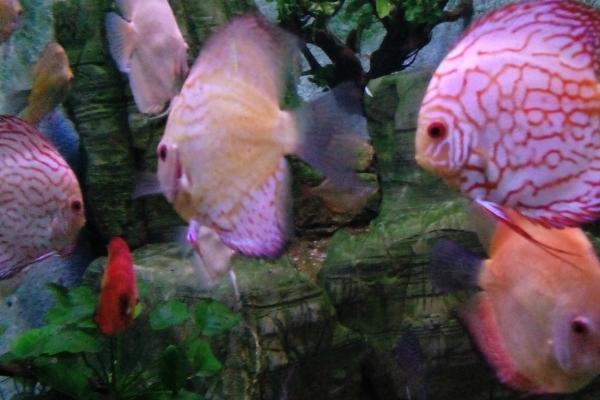 给鱼杀菌用什么药好,高锰酸钾为常用药