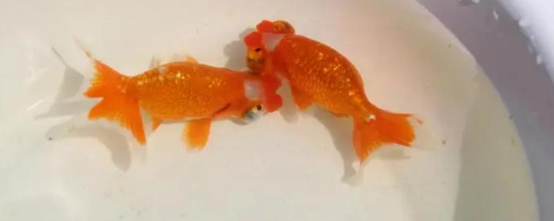 望天金鱼好不好养