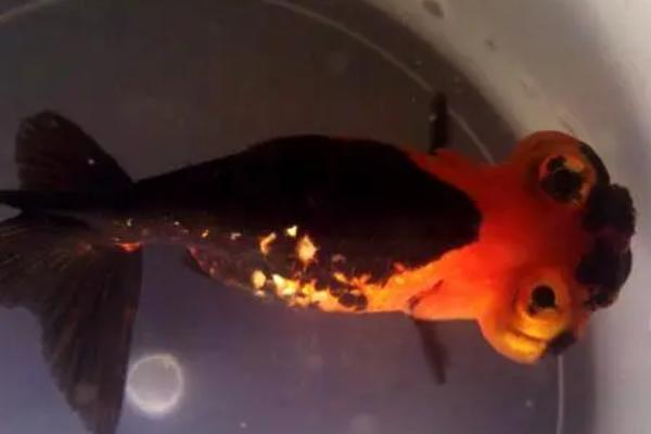 望天金鱼好不好养,性情温和且容易饲养