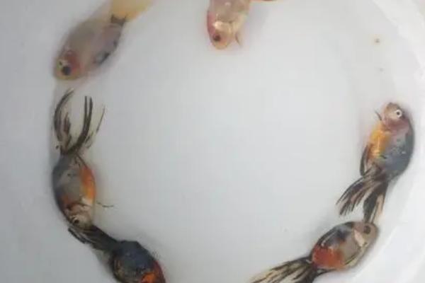 望天金鱼好不好养,性情温和且容易饲养