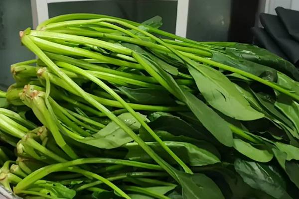 菠菜能不能用冰箱保存,剔除坏叶后即可放入冰箱