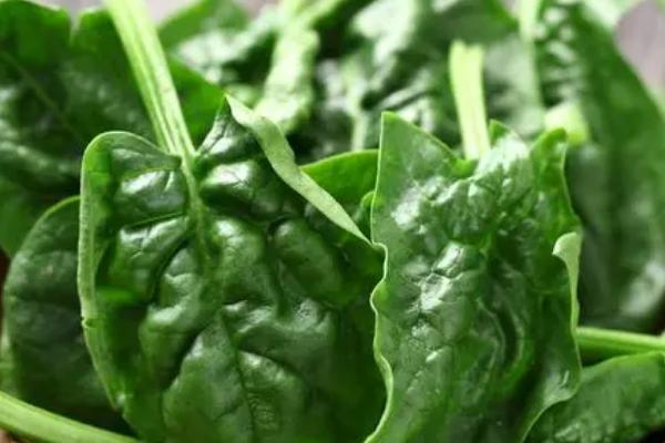 菠菜能不能用冰箱保存,剔除坏叶后即可放入冰箱