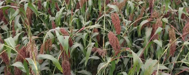 高粱的适宜种植时间