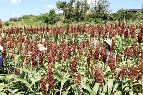 高粱的适宜种植时间,春季可在3-4月份种植