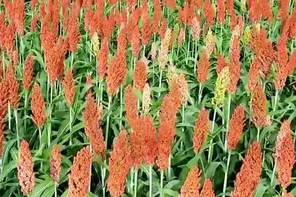 高粱的适宜种植时间,春季可在3-4月份种植