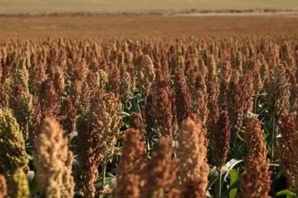 高粱的适宜种植时间,春季可在3-4月份种植