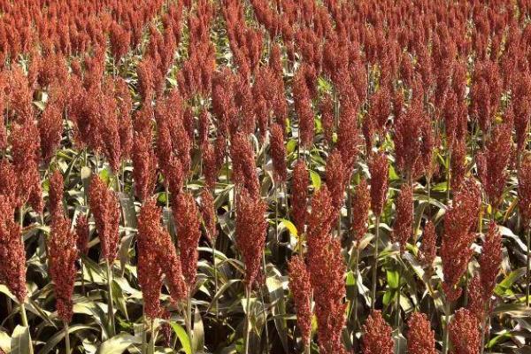 高粱的适宜种植时间,春季可在3-4月份种植