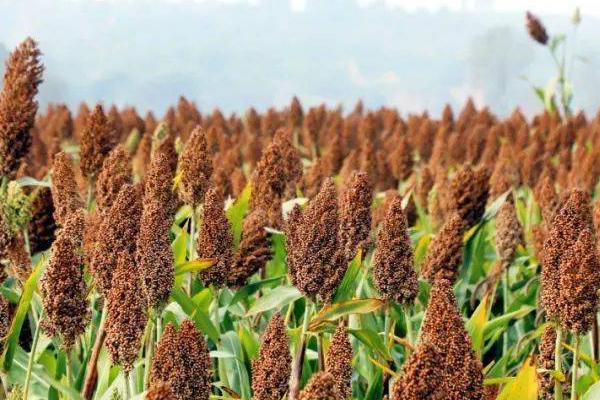 高粱的适宜种植时间,春季可在3-4月份种植
