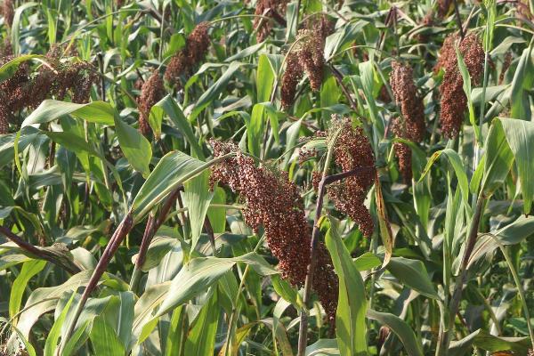 高粱的适宜种植时间,春季可在3-4月份种植