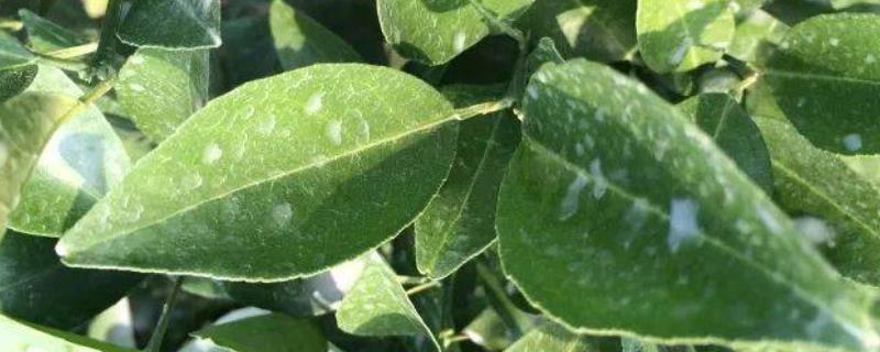 代森锰锌易造成哪些药害