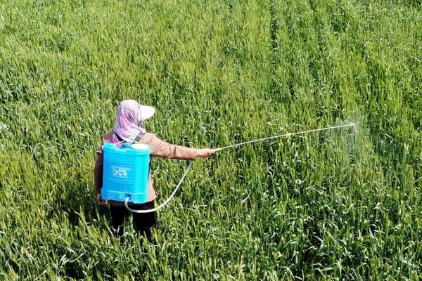 代森锰锌易造成哪些药害,轻者会造成叶片损伤