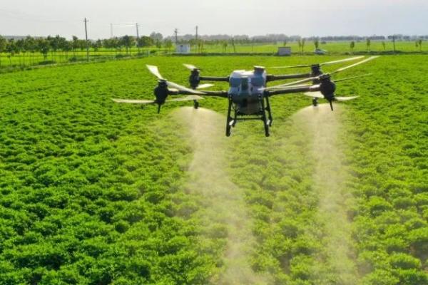 代森锰锌易造成哪些药害,轻者会造成叶片损伤