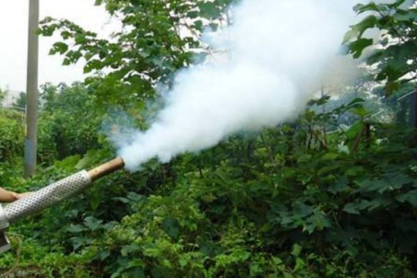 代森锰锌易造成哪些药害,轻者会造成叶片损伤