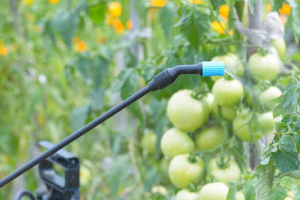 代森锰锌易造成哪些药害,轻者会造成叶片损伤