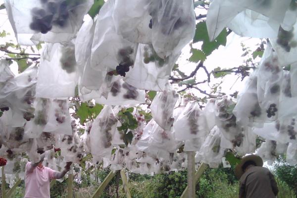 葡萄怎么套袋子,根据不同的品种选择适宜的袋子