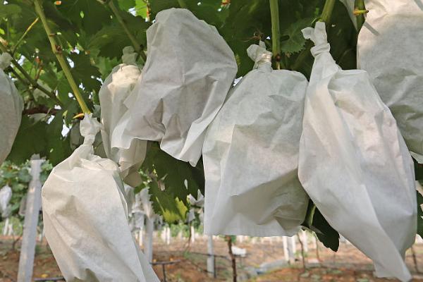 葡萄怎么套袋子,根据不同的品种选择适宜的袋子