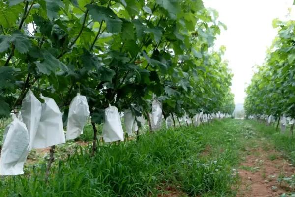 葡萄怎么套袋子,根据不同的品种选择适宜的袋子