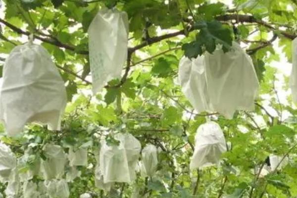 葡萄怎么套袋子,根据不同的品种选择适宜的袋子