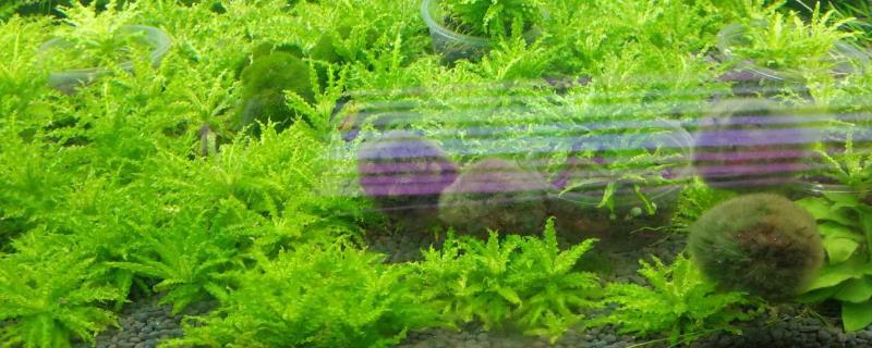 小喷泉水草好养吗