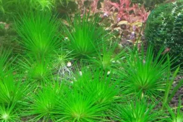 小喷泉水草好养吗,环境适应性强容易养