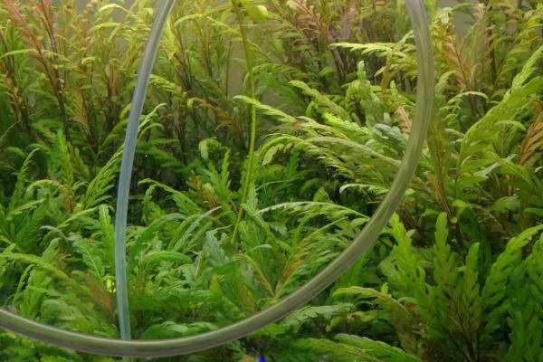 小喷泉水草好养吗,环境适应性强容易养