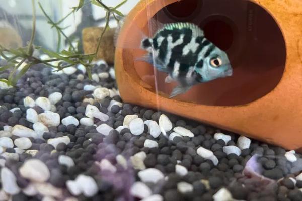 迷你鹦鹉鱼怎么养,水温保持在25℃左右