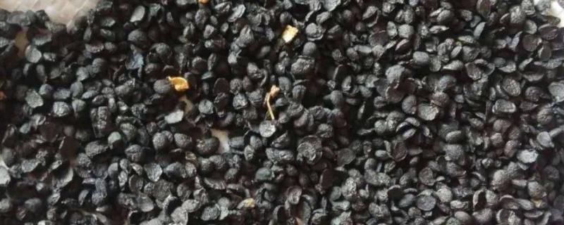 韭菜新陈种如何分辨