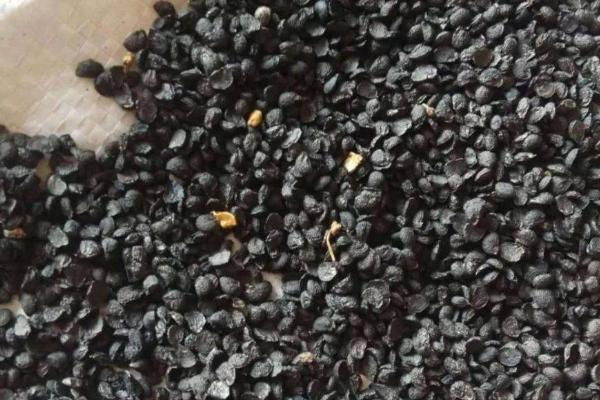 韭菜新陈种如何分辨,分以下四步