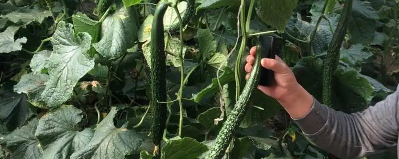 越冬黄瓜的种植要点
