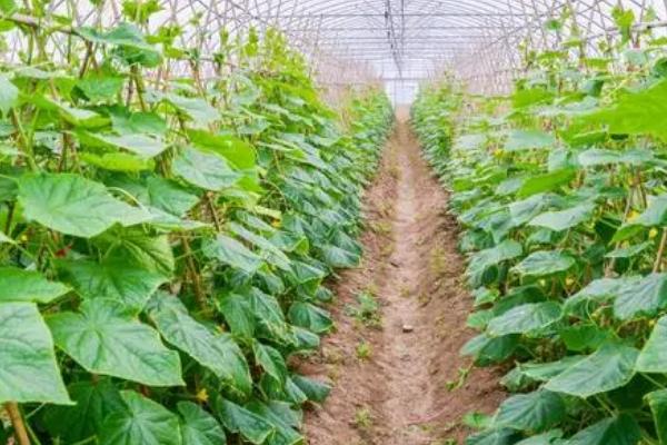 越冬黄瓜的种植要点,合理稀植才可以高产