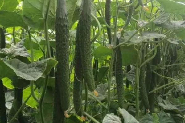 越冬黄瓜的种植要点,合理稀植才可以高产