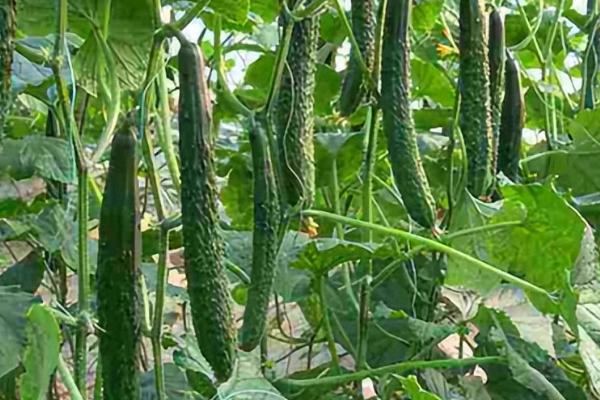 越冬黄瓜的种植要点,合理稀植才可以高产