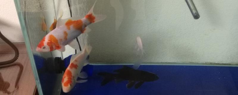 锦鲤蹭缸的原因