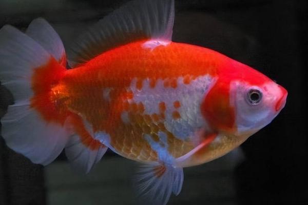 锦鲤蹭缸的原因,肤霉病或寄生虫感染