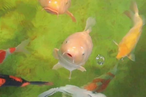 锦鲤蹭缸的原因,肤霉病或寄生虫感染