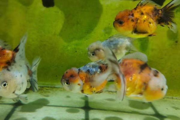 锦鲤蹭缸的原因,肤霉病或寄生虫感染