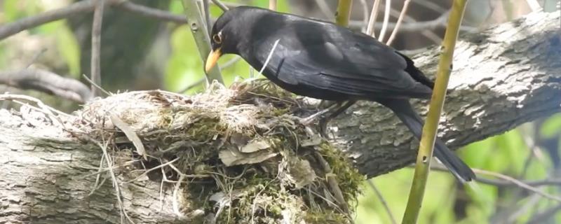 乌鸫建的窝会住几年