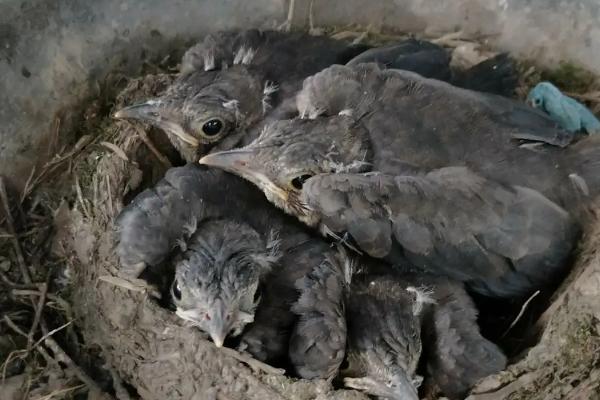 乌鸫建的窝会住几年,一般会住2年以上