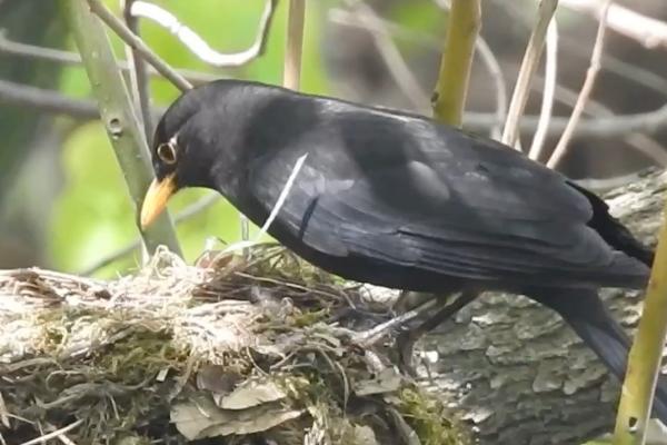 乌鸫建的窝会住几年,一般会住2年以上
