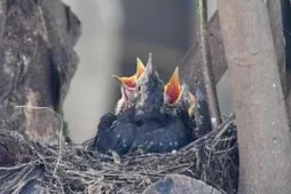 乌鸫建的窝会住几年,一般会住2年以上