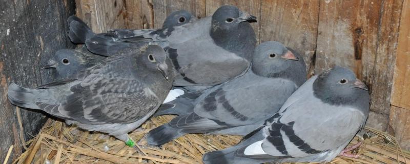 鸽子的睡觉方式